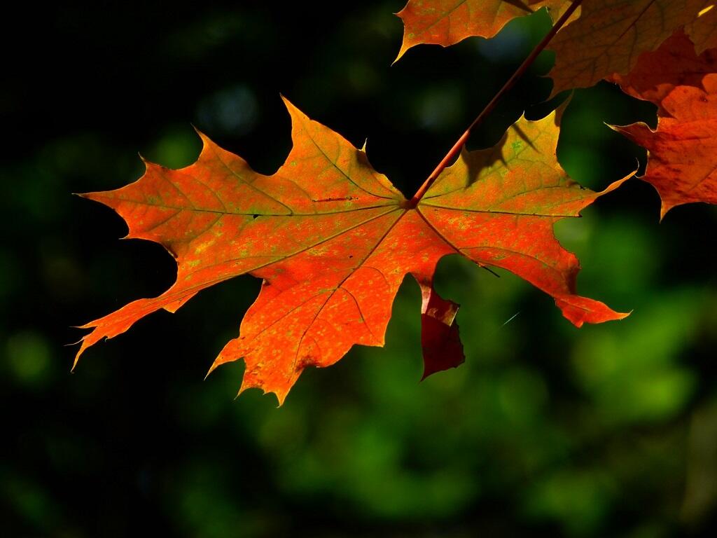 Foire d'automne_1