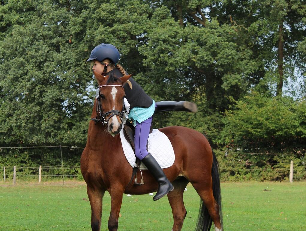 Cavalier