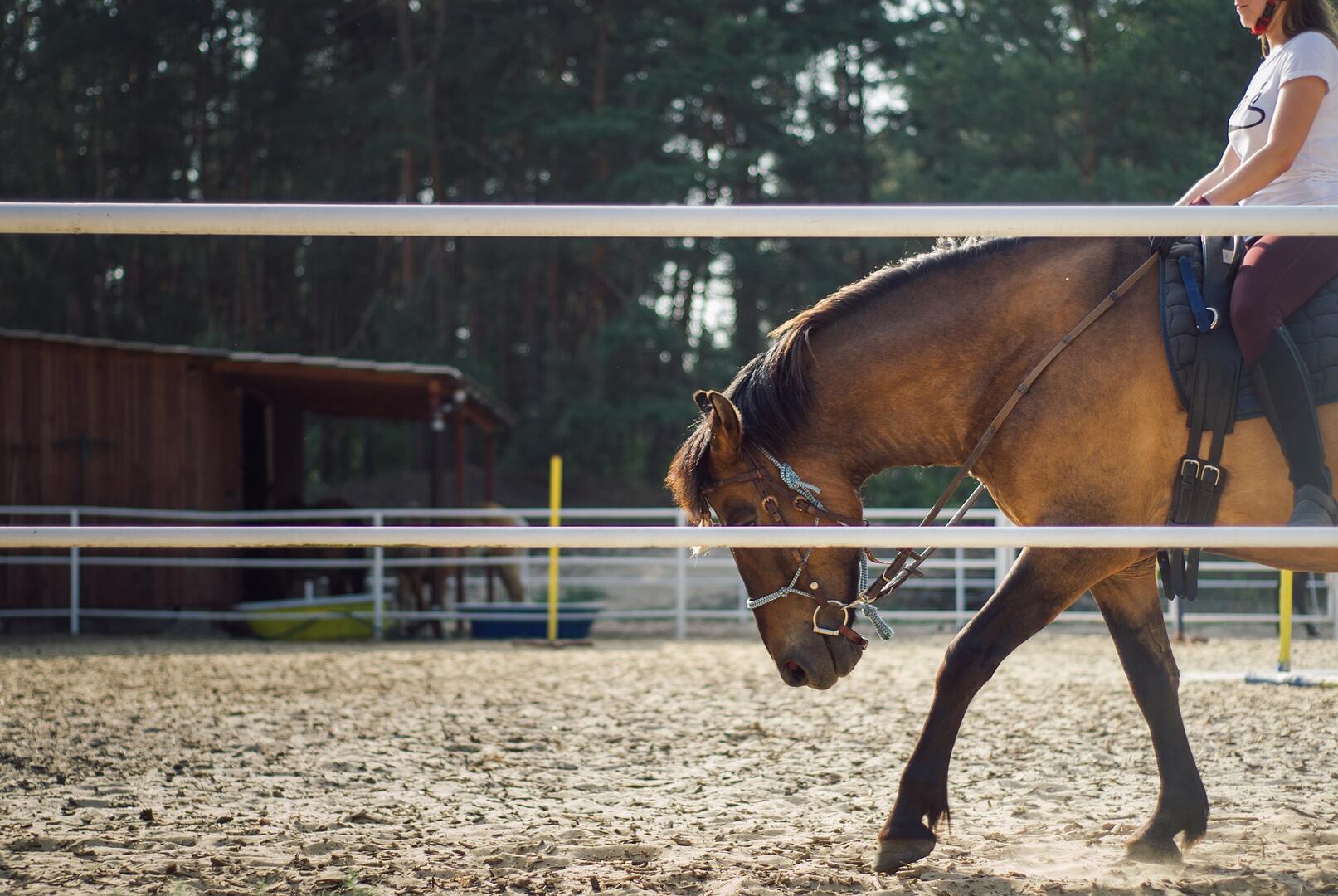 Equitation.jpg_1