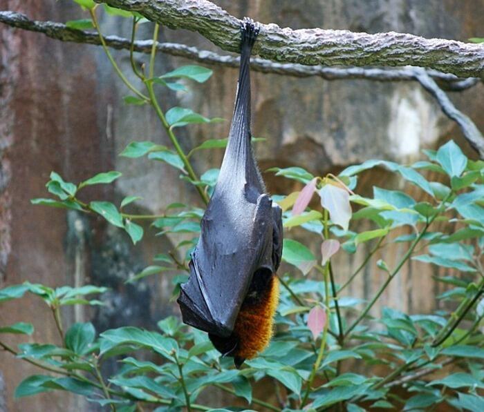 Sortie Nocturne : à la recherche des chauve-souris_1
