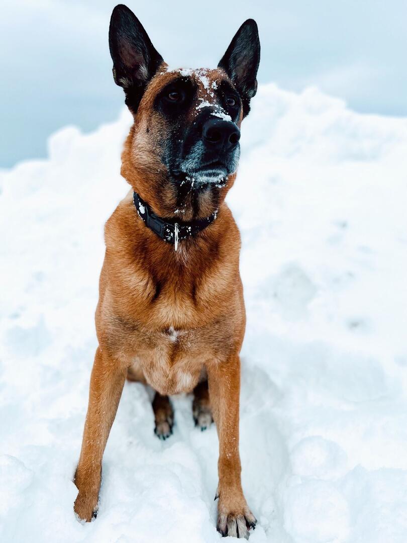 Chien de recherche avalanche