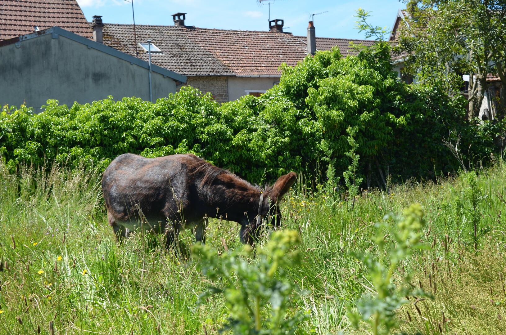 Pays'Âne