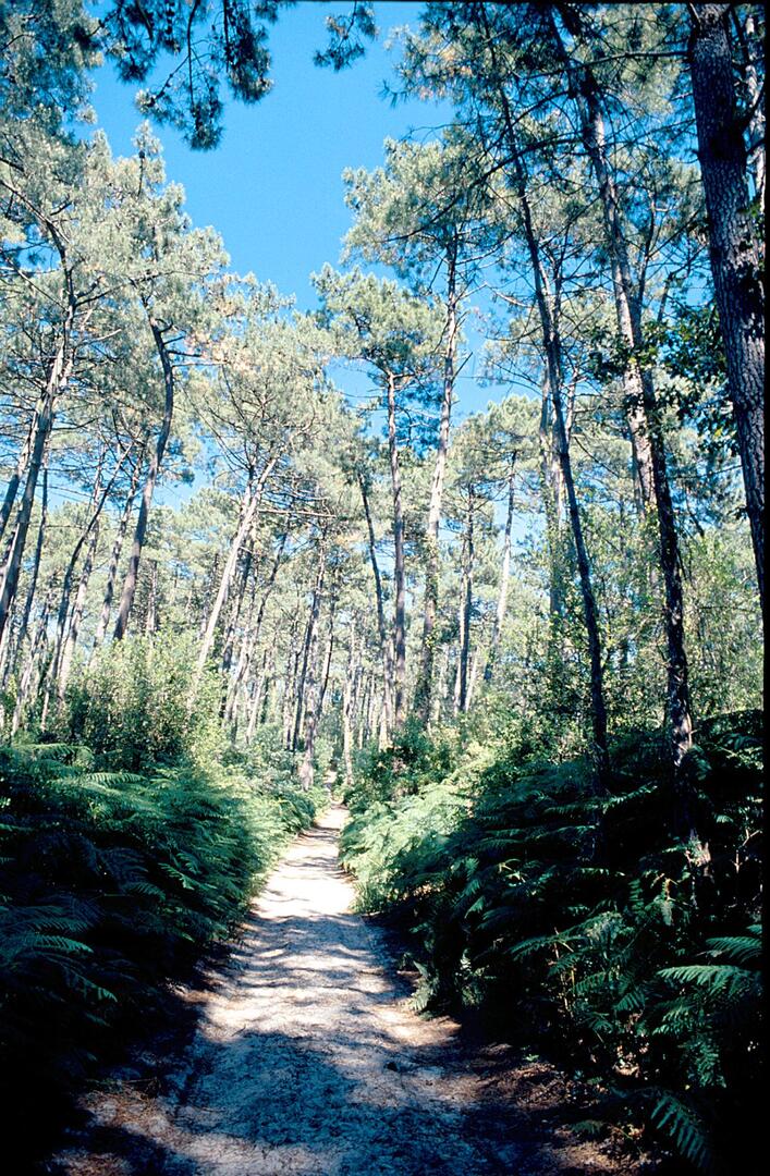 Forêt de Lanton