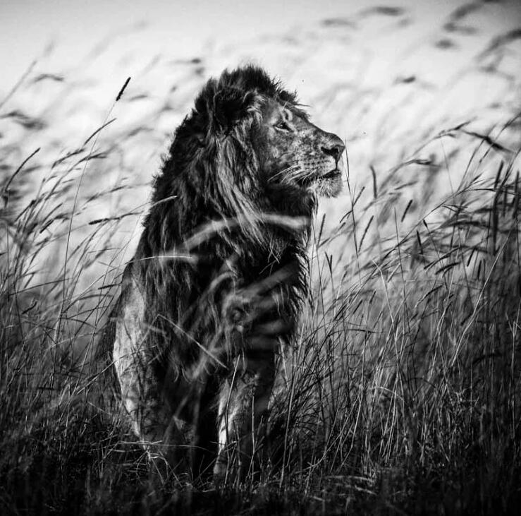 Félins Laurent Baheux
