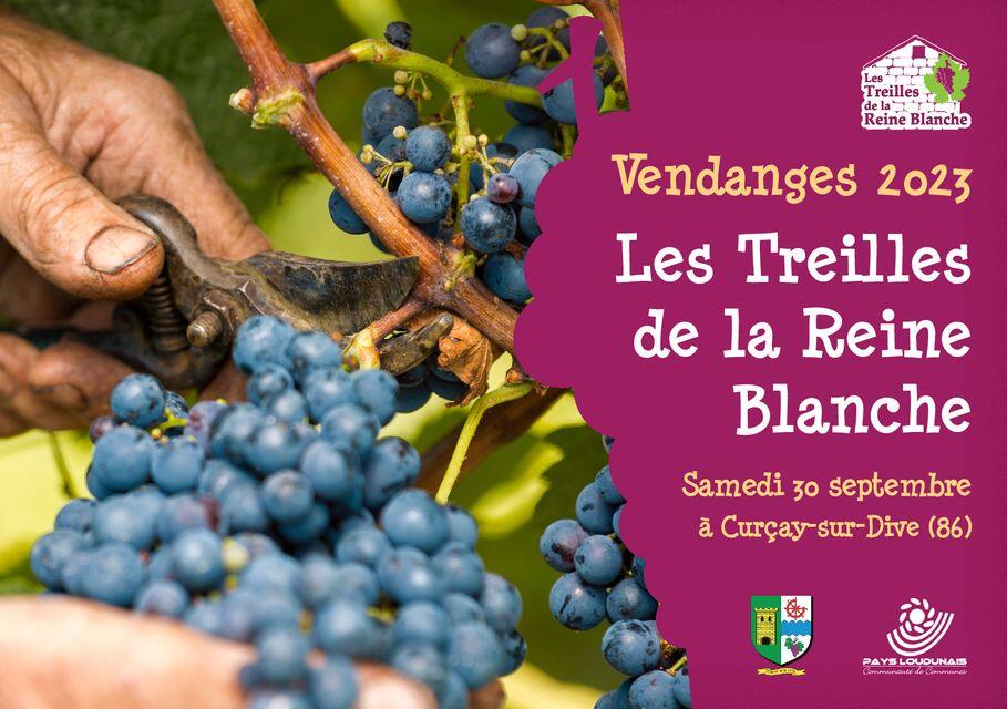 Vendanges 2023 Les Treilles