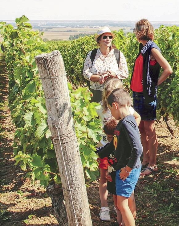 Visuel Tourisme vignes