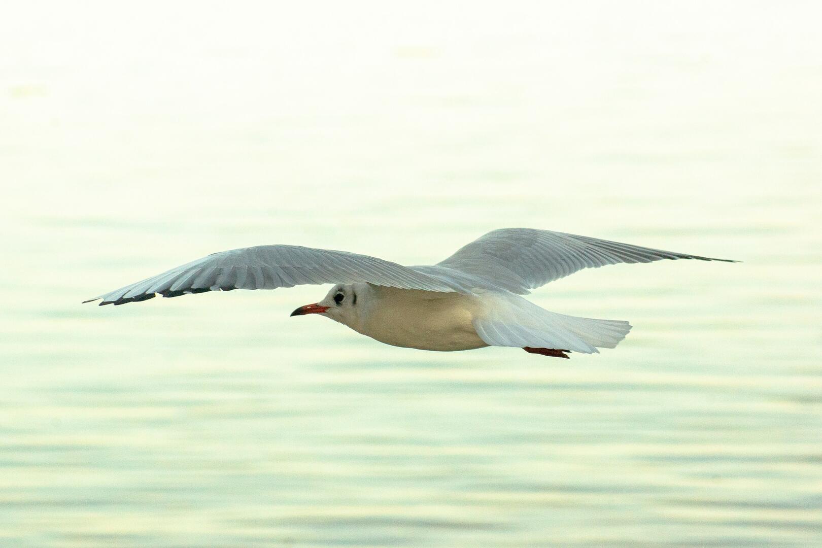 gaivota-4588469_1920