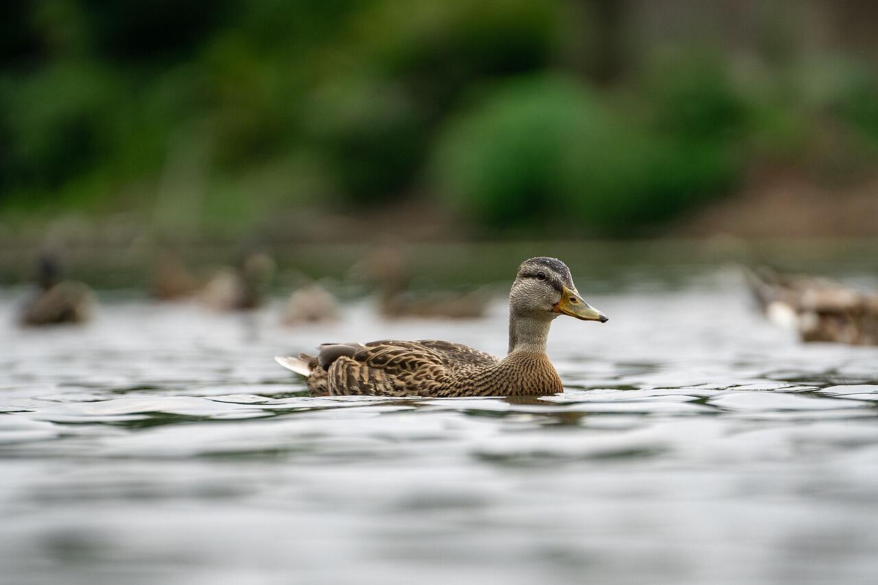 Etang des Fonds du Mont (Reterre) Tourisme Creuse Limousin