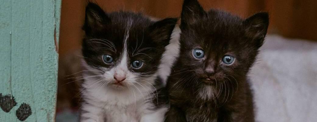 journee-pour-les-droits-des-animaux