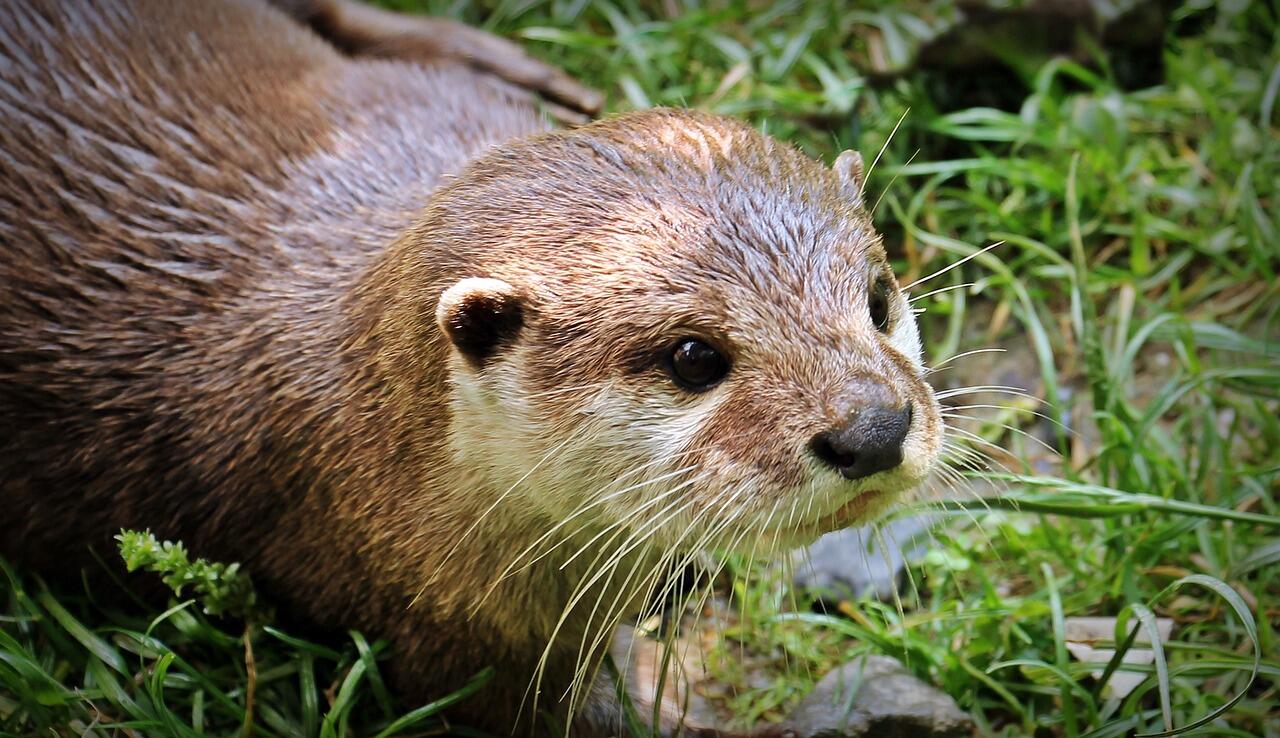 Loutre