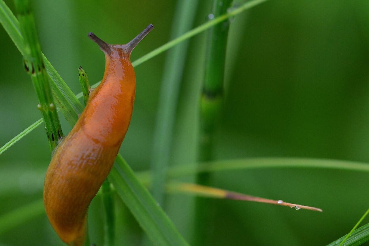 slug-4464126_1280