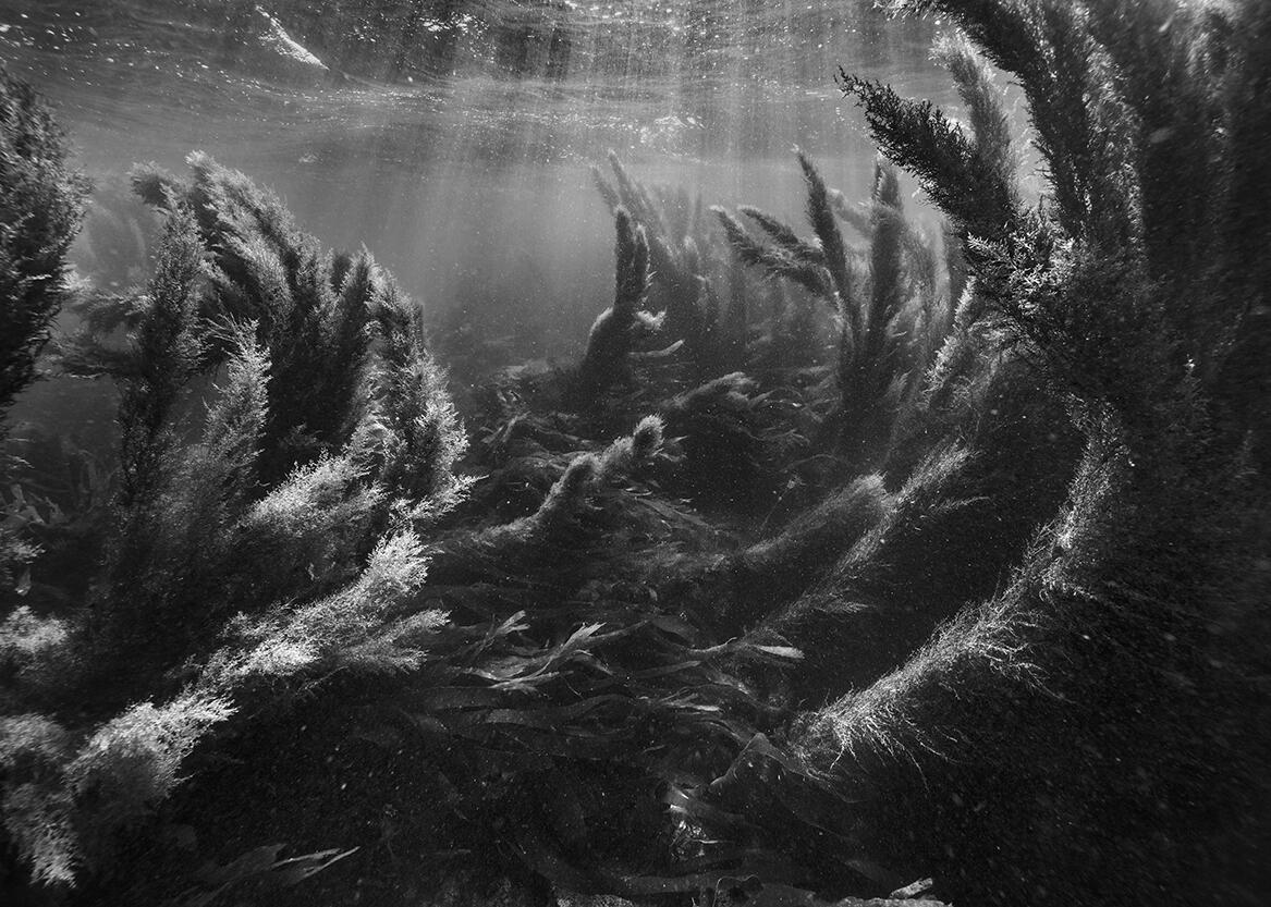 Initium, paysages immergés