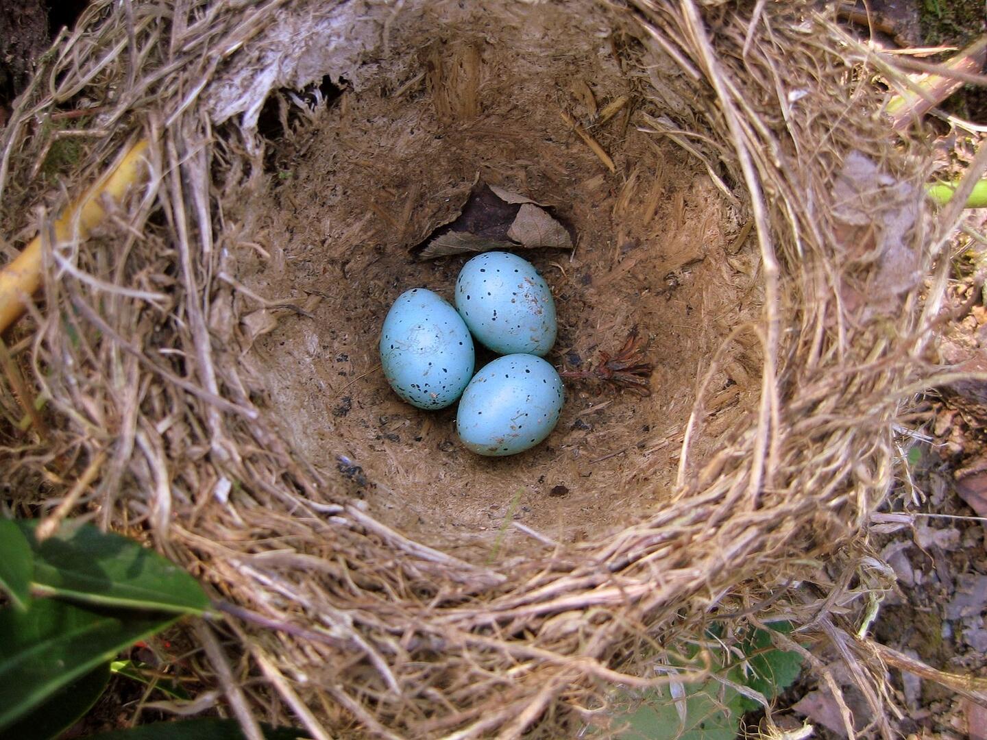 oeufs dans un nid