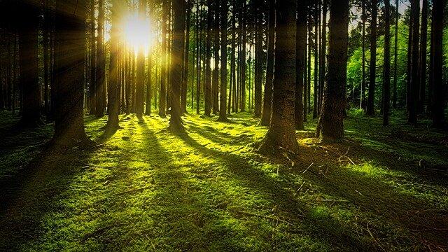 trees-gbc876d352_640