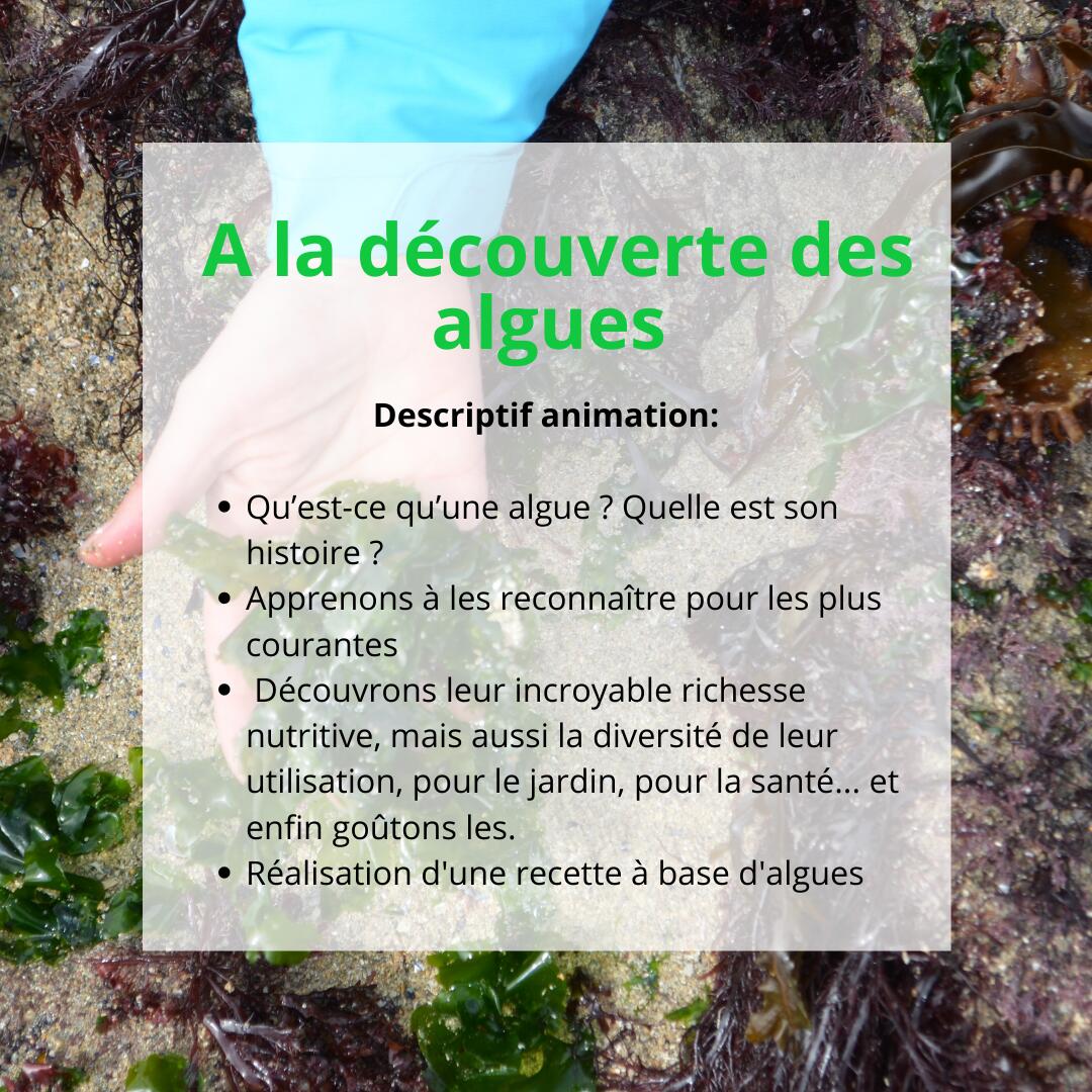 A la découverte des algues