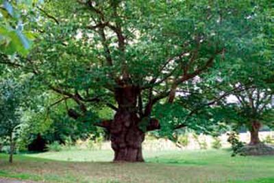 Arbre remarquable PG