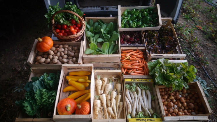 Atelier Potager