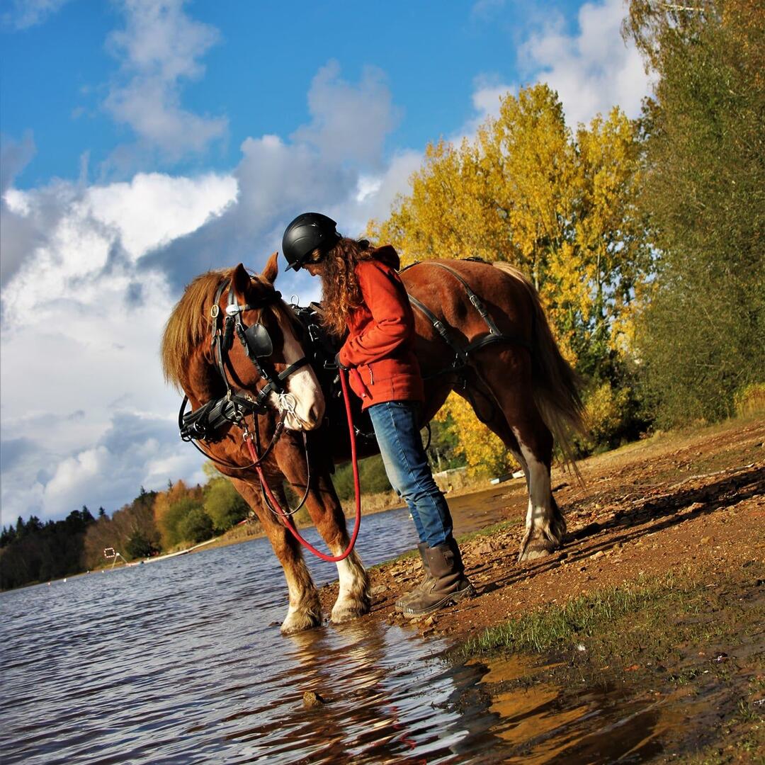 Attelage au goût sauvage_Paimpont_chemins forestiers_3