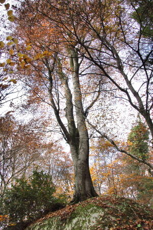 Chaire des druides - Maël
