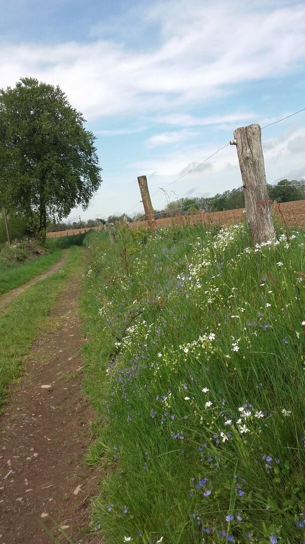 Chemin du bocage