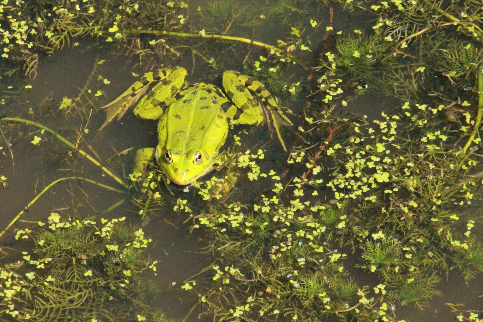Etang de la Cane - Juin 2018