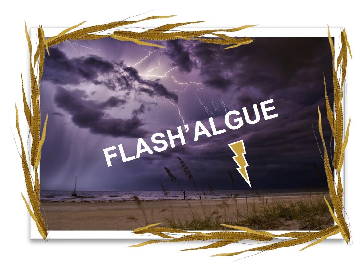Flash'algue