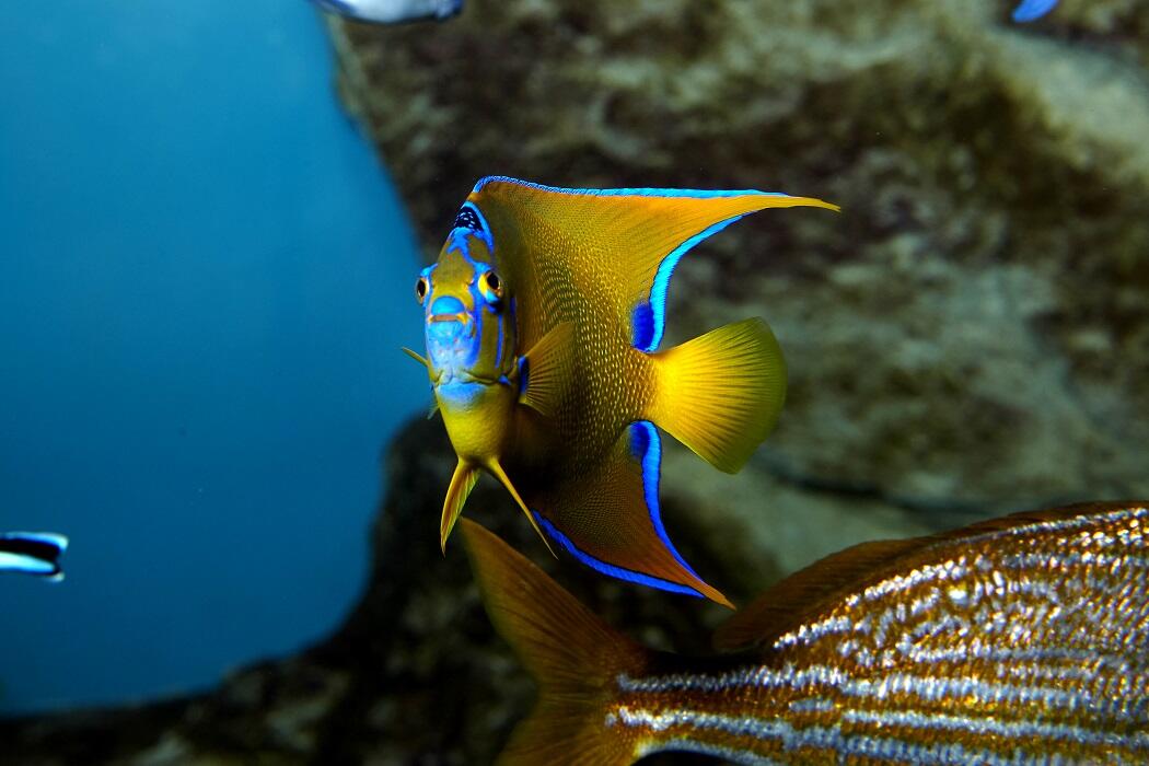 Grand Aquarium