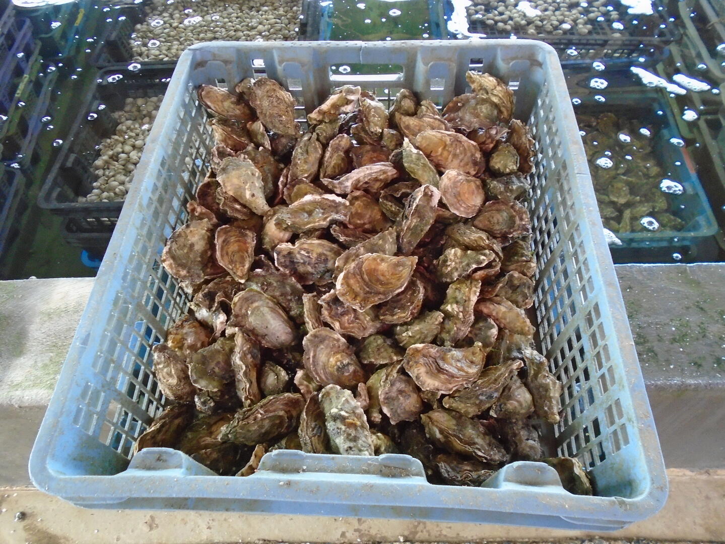 HUITRES VIVIERS PENFOULIC