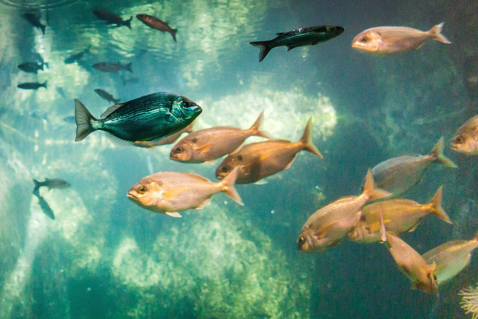 L'Oeil-de-Paco---Aquarium-de--Trégastel---LTC_web