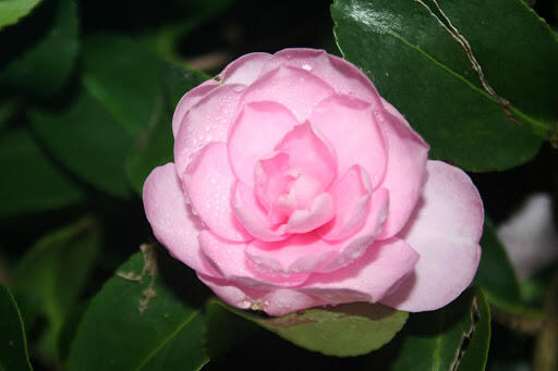 Camelia Sasanqua "Fanny"