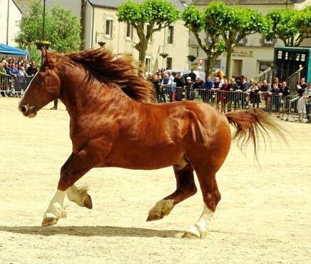 Landivisiau - Concours de la Pentecôte