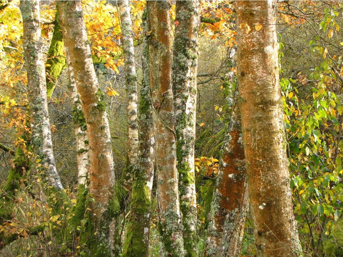 Noces de bois 2022