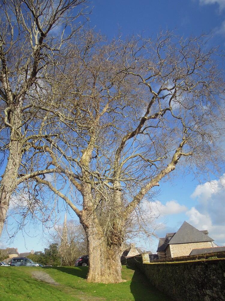 PLATANE TREGUIER