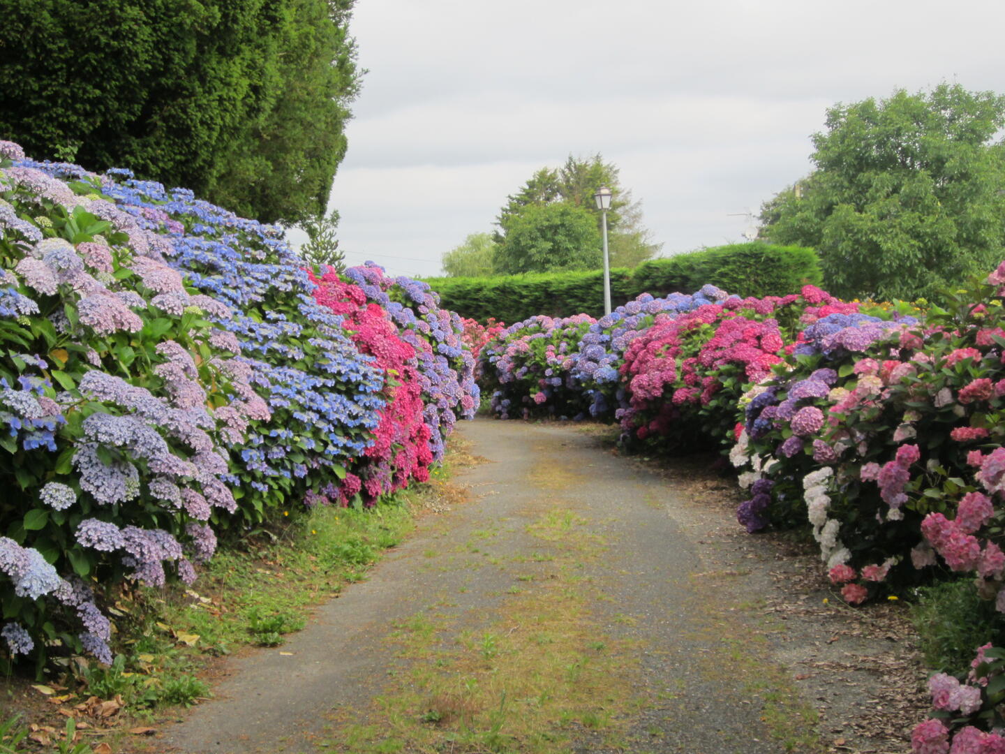 Allée d'hortensias