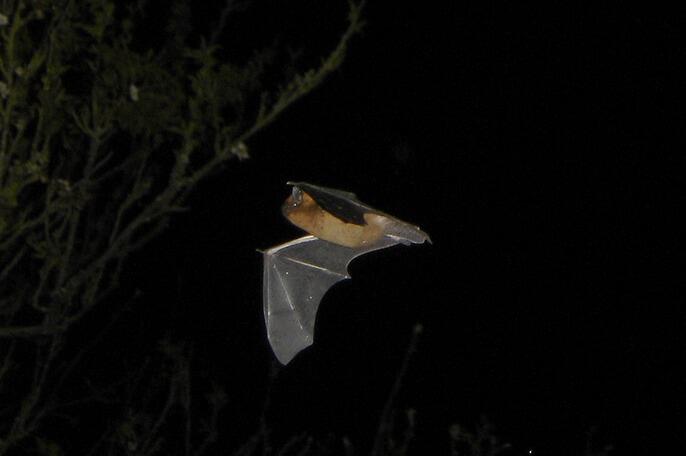 Pipistrelle