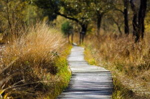 Pixabay - Landes 2