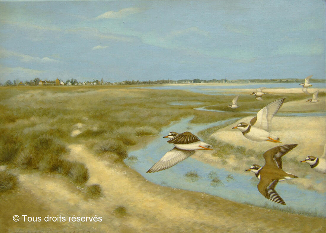 ROUSSIA - baie du kernic 1100copy2017 -CANCALE
