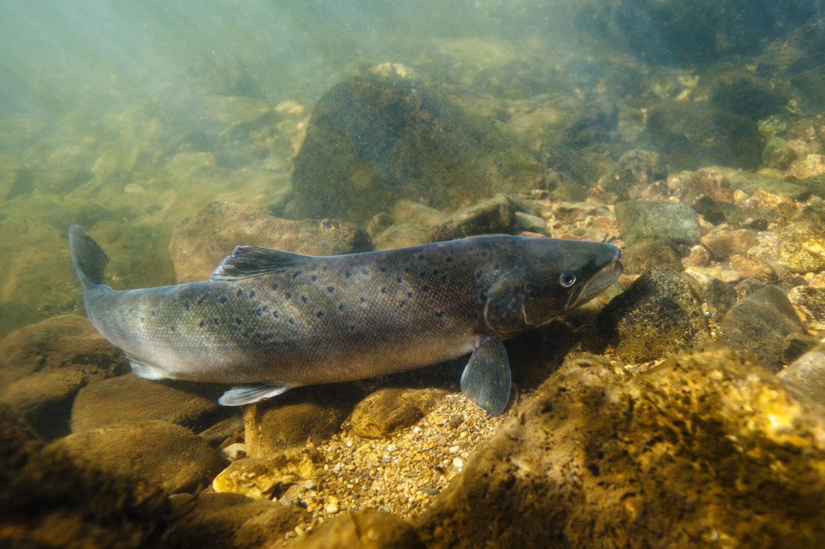 Saumon © Laurent MADELON-FNPF