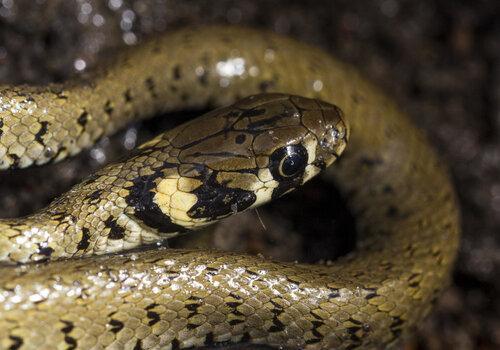 Sortie Serpents_Fête sciences 2022
