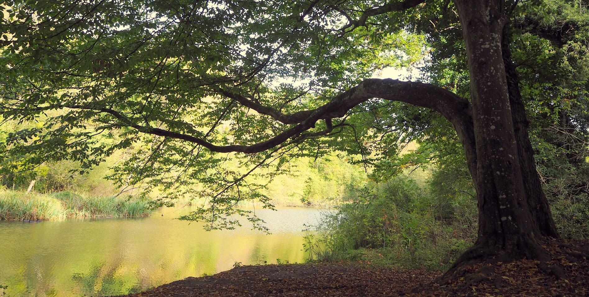 Vieille Rivière 1