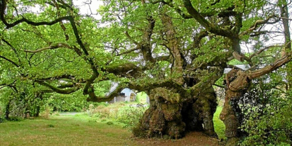 arbres-remarquables-bretagne