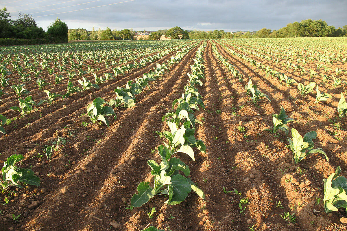 chou-fleur-paysage-plants