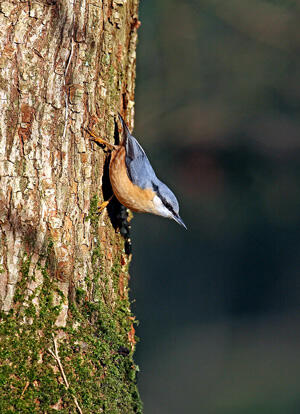 comptez-les-oiseaux-de-vos-jardins