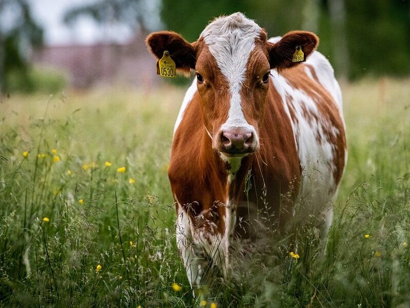 Vache-Guilliers-Brocéliande-Morbihan-Bretagne