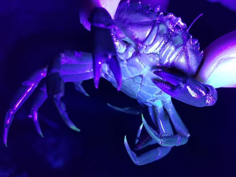 crabe vert ©F.BARGAT (Litt'Obs)