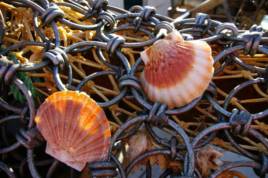 Drague coquilles Saint-Jacques