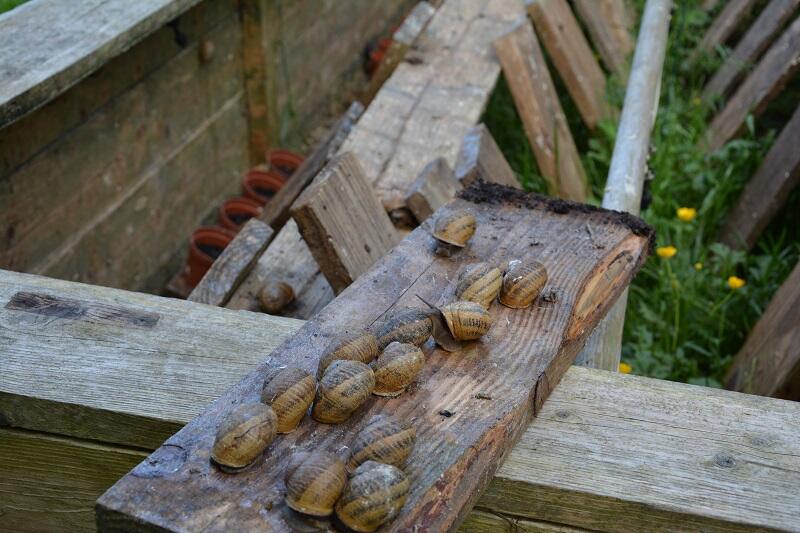 escargots-virginie