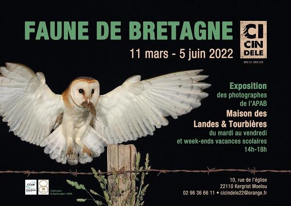 expo mai-juin 22 Cicindèle