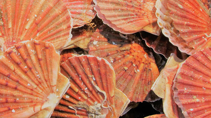 coquilles Saint-Jacques