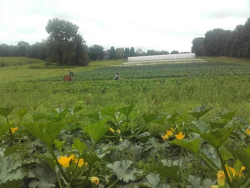 visite de ferme - Gourhert - maraîchage - Ploërmel